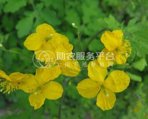 楚雄黄连种植基地图2