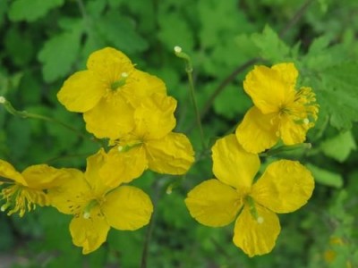 楚雄黄连种植基地图2