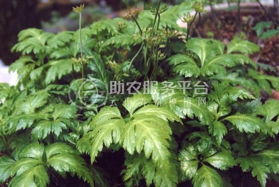 楚雄黄连种植基地图3