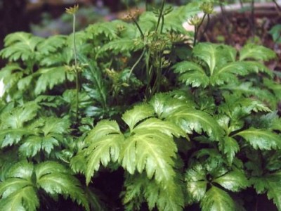 楚雄黄连种植基地图3