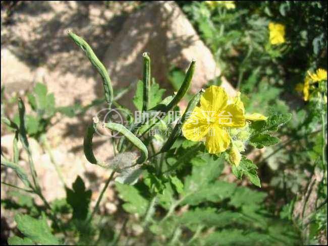 楚雄黄连种植基地图4