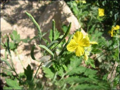 楚雄黄连种植基地图4