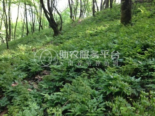 楚雄黄连种植基地图5