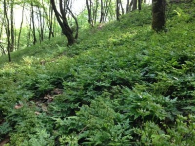 楚雄黄连种植基地图5
