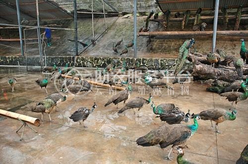 昭通孔雀养殖基地供应量7000只图4
