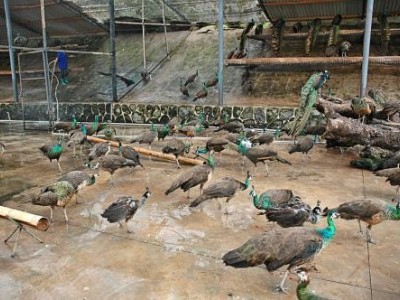 昭通孔雀养殖基地供应量7000只图4