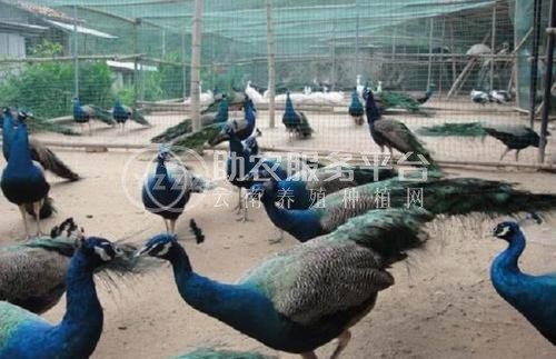 昭通孔雀养殖基地供应量7000只图1