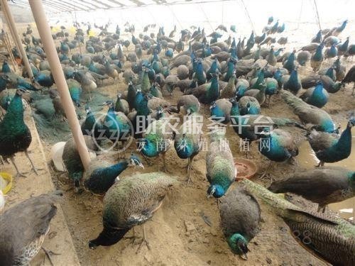 昭通孔雀养殖基地供应量7000只图5