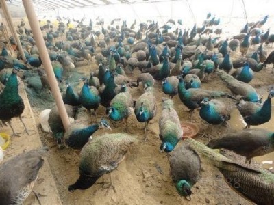 昭通孔雀养殖基地供应量7000只图5