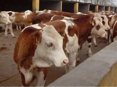 昭通黄牛养殖基地供应量7万头图6