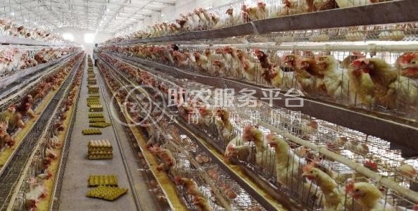 昭通鸡养殖基地供应量9万只图5