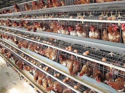 昭通鸡养殖基地供应量9万只图4