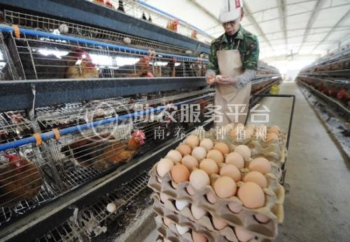 昭通鸡养殖基地供应量9万只图2