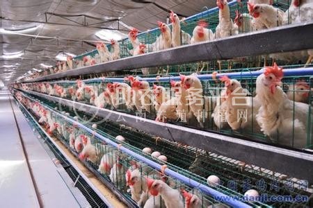 昭通鸡养殖基地供应量9万只图6
