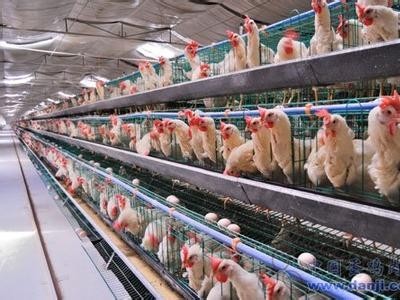 昭通鸡养殖基地供应量9万只图6