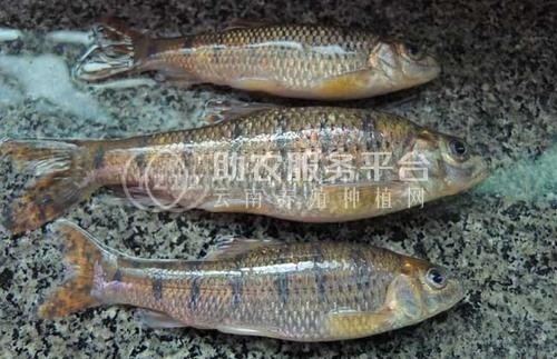 昭通鱼养殖基地供应量80万条图2