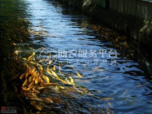 昭通鱼养殖基地供应量80万条图3