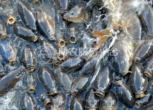 昭通鱼养殖基地供应量80万条图1