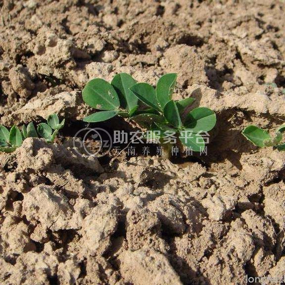楚雄州苦参种植基地供应10吨图1