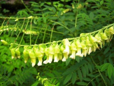 楚雄州苦参种植基地供应10吨图2