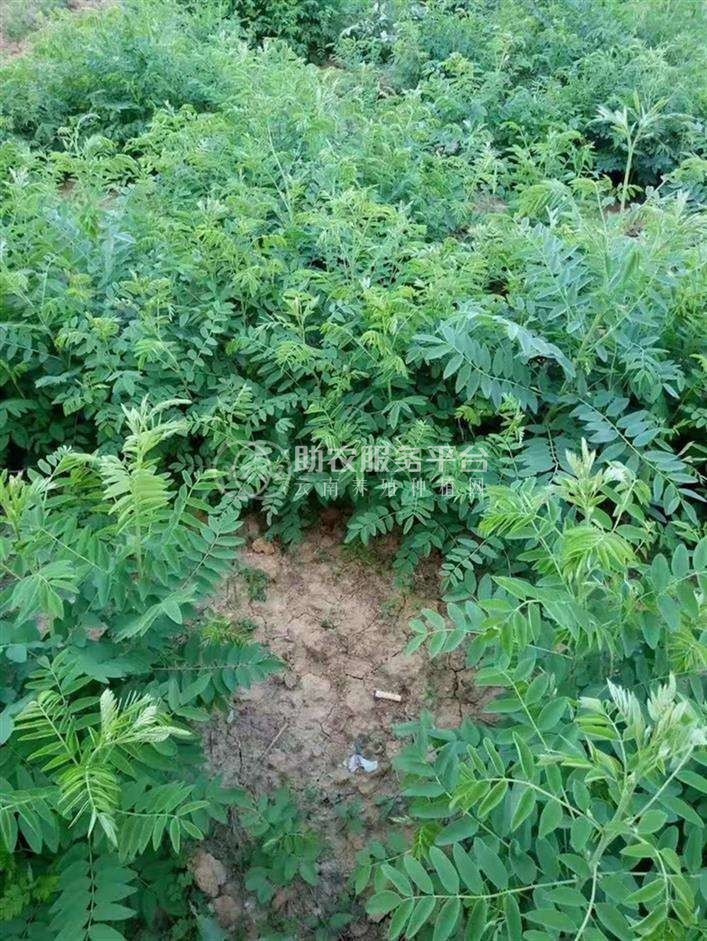 楚雄州苦参种植基地供应10吨图4