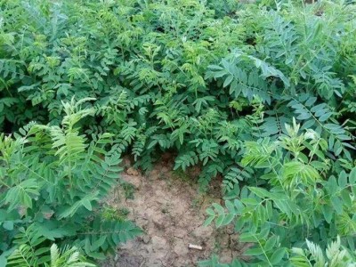 楚雄州苦参种植基地供应10吨图4