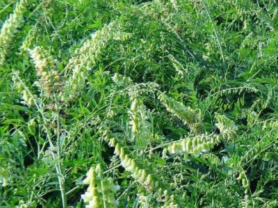 楚雄州苦参种植基地供应10吨图5