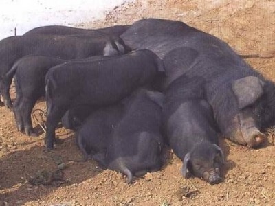 昭通乌金猪养殖基地供应量8万头图5