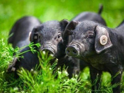 昭通乌金猪养殖基地供应量8万头图6