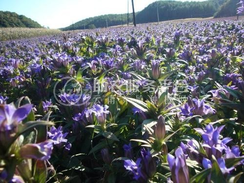 楚雄龙胆草种植基地供应8吨图1