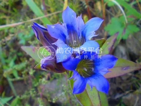 楚雄龙胆草种植基地供应8吨图2