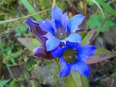 楚雄龙胆草种植基地供应8吨图2