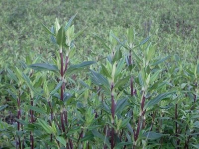 楚雄龙胆草种植基地供应8吨图3
