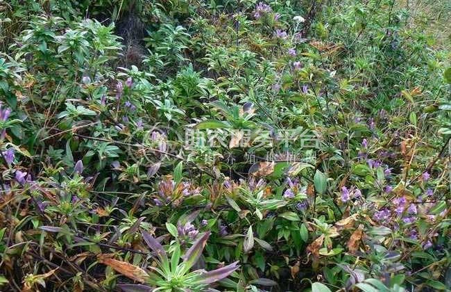 楚雄龙胆草种植基地供应8吨图5
