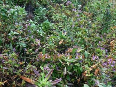 楚雄龙胆草种植基地供应8吨图5