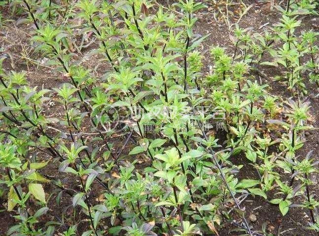 楚雄龙胆草种植基地供应8吨图6