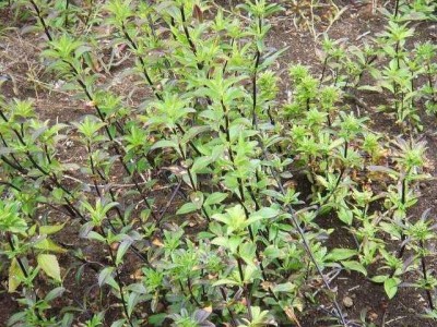楚雄龙胆草种植基地供应8吨图6