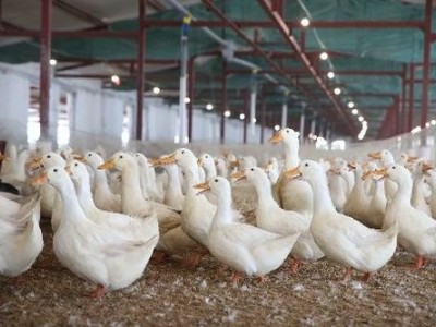 昭通鸭养殖基地供应量9万只图2