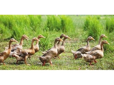 昭通鸭养殖基地供应量9万只图7