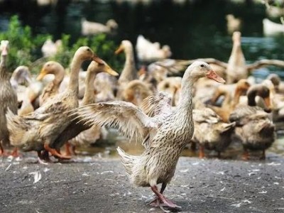 昭通鸭养殖基地供应量9万只图6