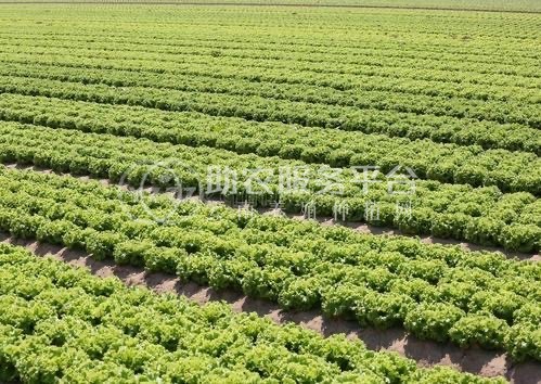 大理蔬菜种植专业合作社供应量5吨图1