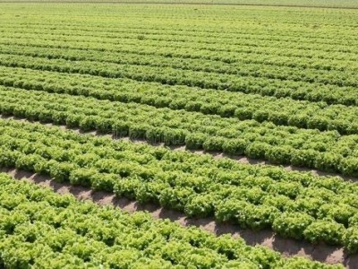 大理蔬菜种植专业合作社供应量5吨