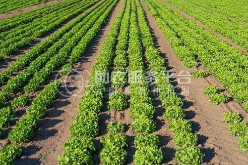 大理蔬菜种植专业合作社供应量5吨图2