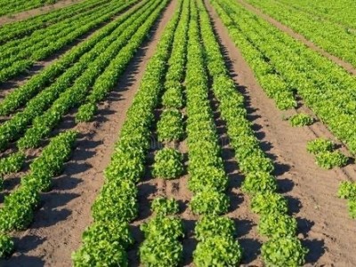 大理蔬菜种植专业合作社供应量5吨图2
