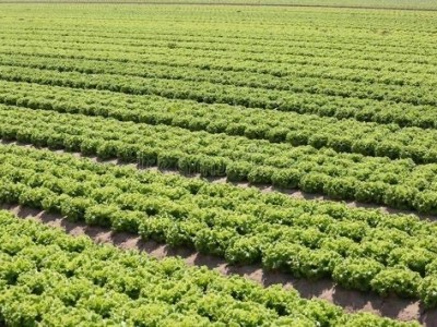 大理蔬菜种植专业合作社供应量5吨图3