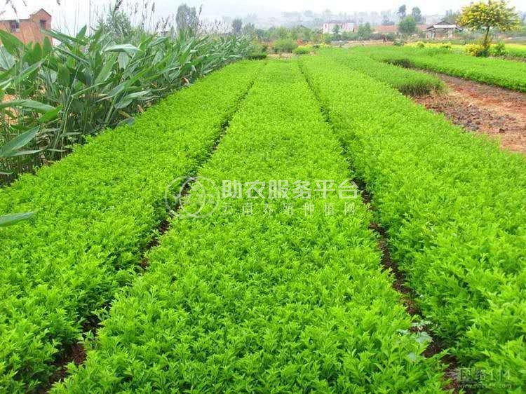 楚雄连翘种植基地供应15吨图2