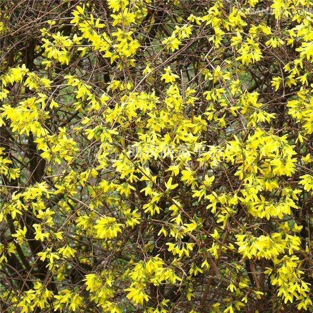 楚雄连翘种植基地供应15吨图3