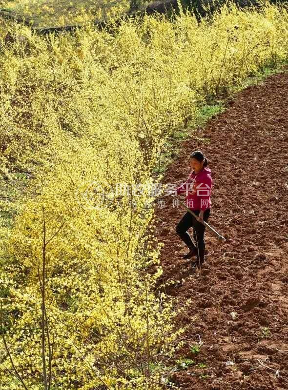 楚雄连翘种植基地供应15吨图4