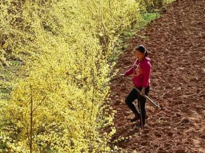 楚雄连翘种植基地供应15吨图4
