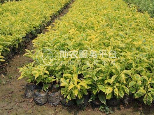 楚雄连翘种植基地供应15吨图5